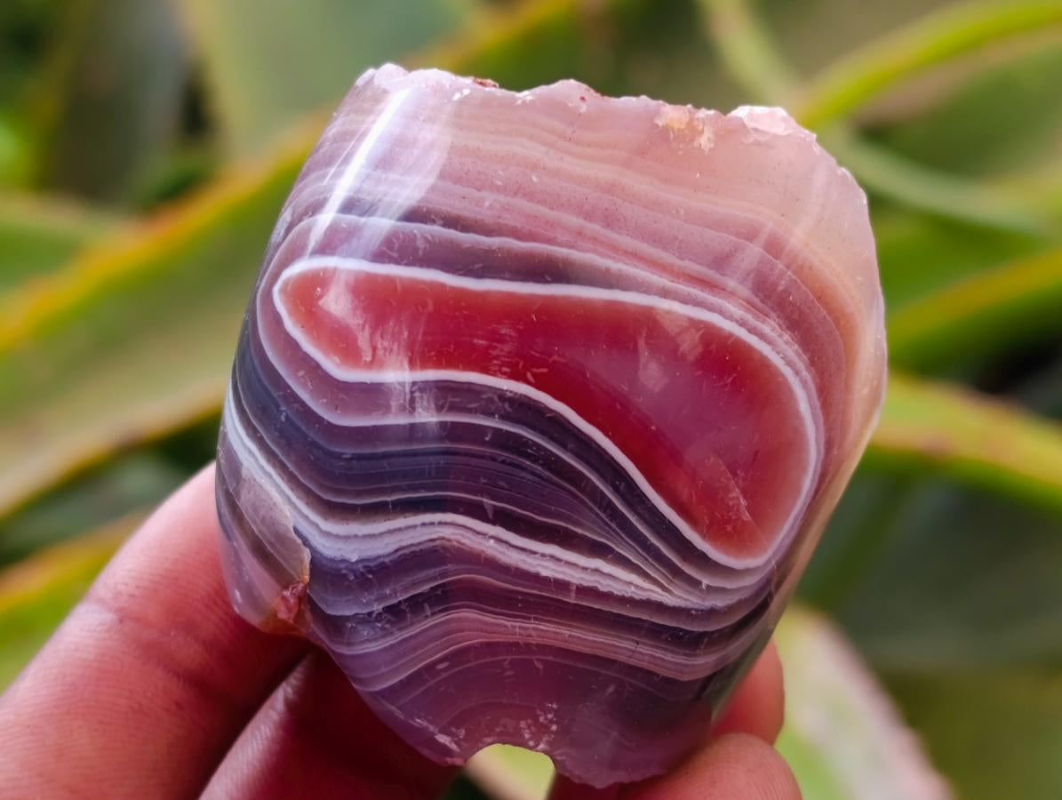 Polished On One Side Red Shashe River Agate Nodules x 24 From Shashe River, Zimbabwe
