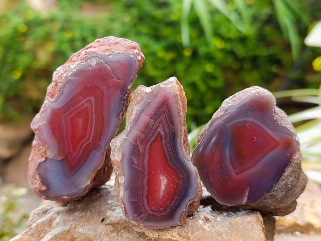 Polished On One Side Red Shashe River Agate Nodules x 24 From Shashe River, Zimbabwe