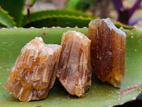 Natural Honey Aragonite Specimens x 35 From Namibia