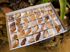 Natural Honey Aragonite Specimens x 35 From Namibia