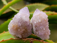 Natural Sunburst Amethyst Spirit Crystals x 20 From Boekenhouthoek, South Africa