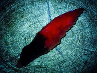 Natural Drusy Quartz Coated Spearhead Calcite Specimens x 24 From Albert's Mountain, Lesotho