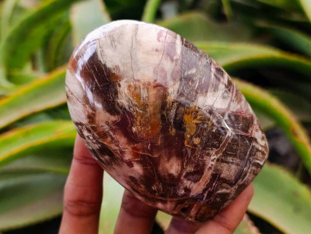 Polished Red Podocarpus Petrified Wood Standing Free Forms x 6 From Mahajanga, Madagascar - Toprock Gemstones and Minerals 