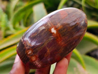 Polished Red Podocarpus Petrified Wood Standing Free Forms x 6 From Mahajanga, Madagascar