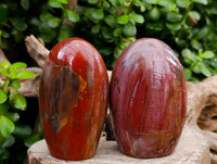 Polished Red Podocarpus Petrified Wood Standing Free Forms x 6 From Mahajanga, Madagascar