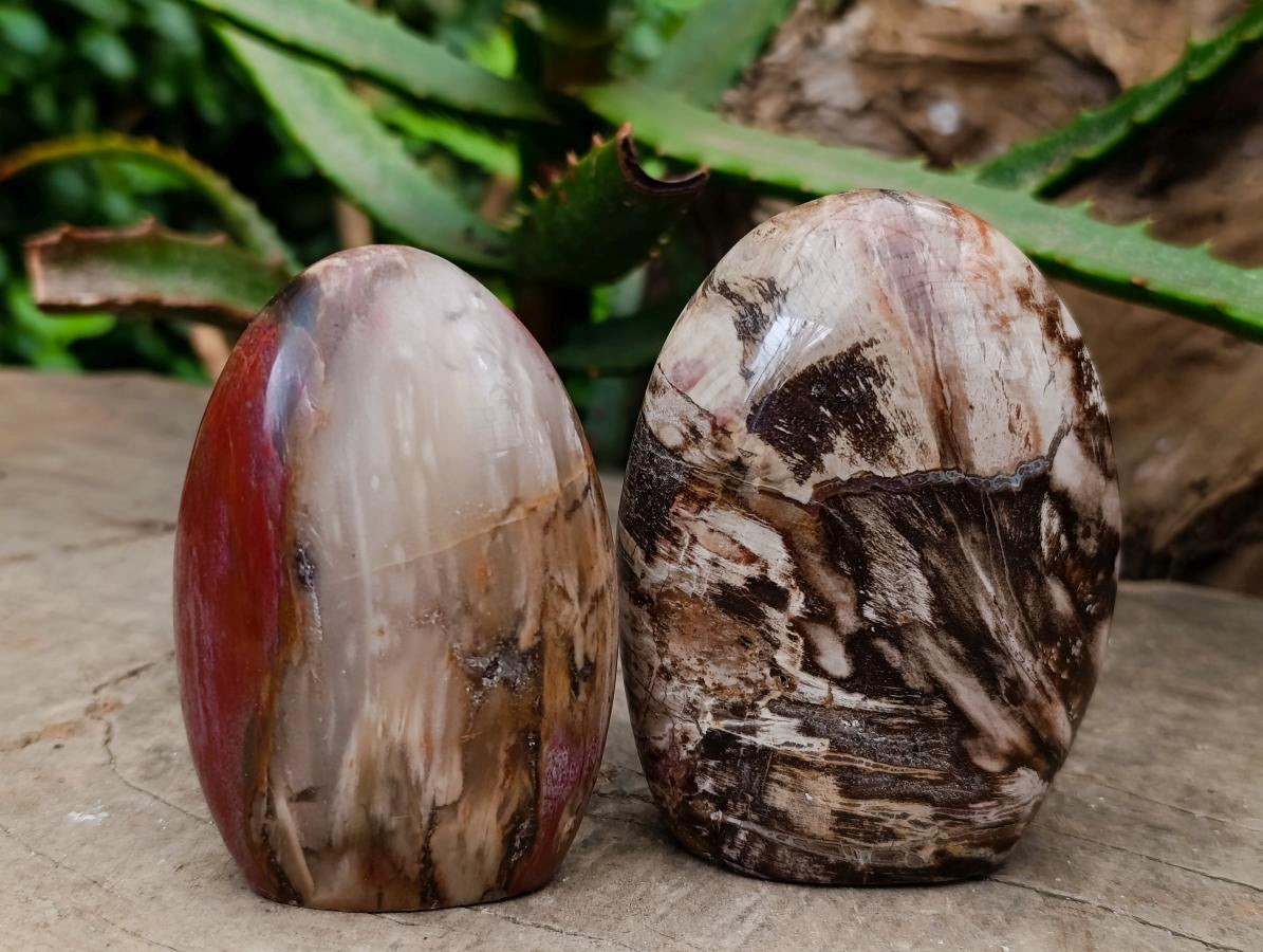 Polished Red Podocarpus Petrified Wood Standing Free Forms x 6 From Mahajanga, Madagascar - Toprock Gemstones and Minerals 