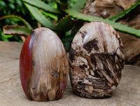Polished Red Podocarpus Petrified Wood Standing Free Forms x 6 From Mahajanga, Madagascar