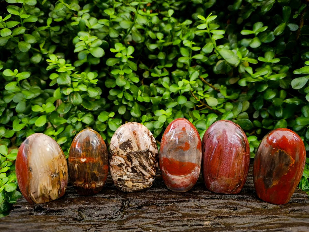 Polished Red Podocarpus Petrified Wood Standing Free Forms x 6 From Mahajanga, Madagascar - Toprock Gemstones and Minerals 