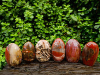 Polished Red Podocarpus Petrified Wood Standing Free Forms x 6 From Mahajanga, Madagascar