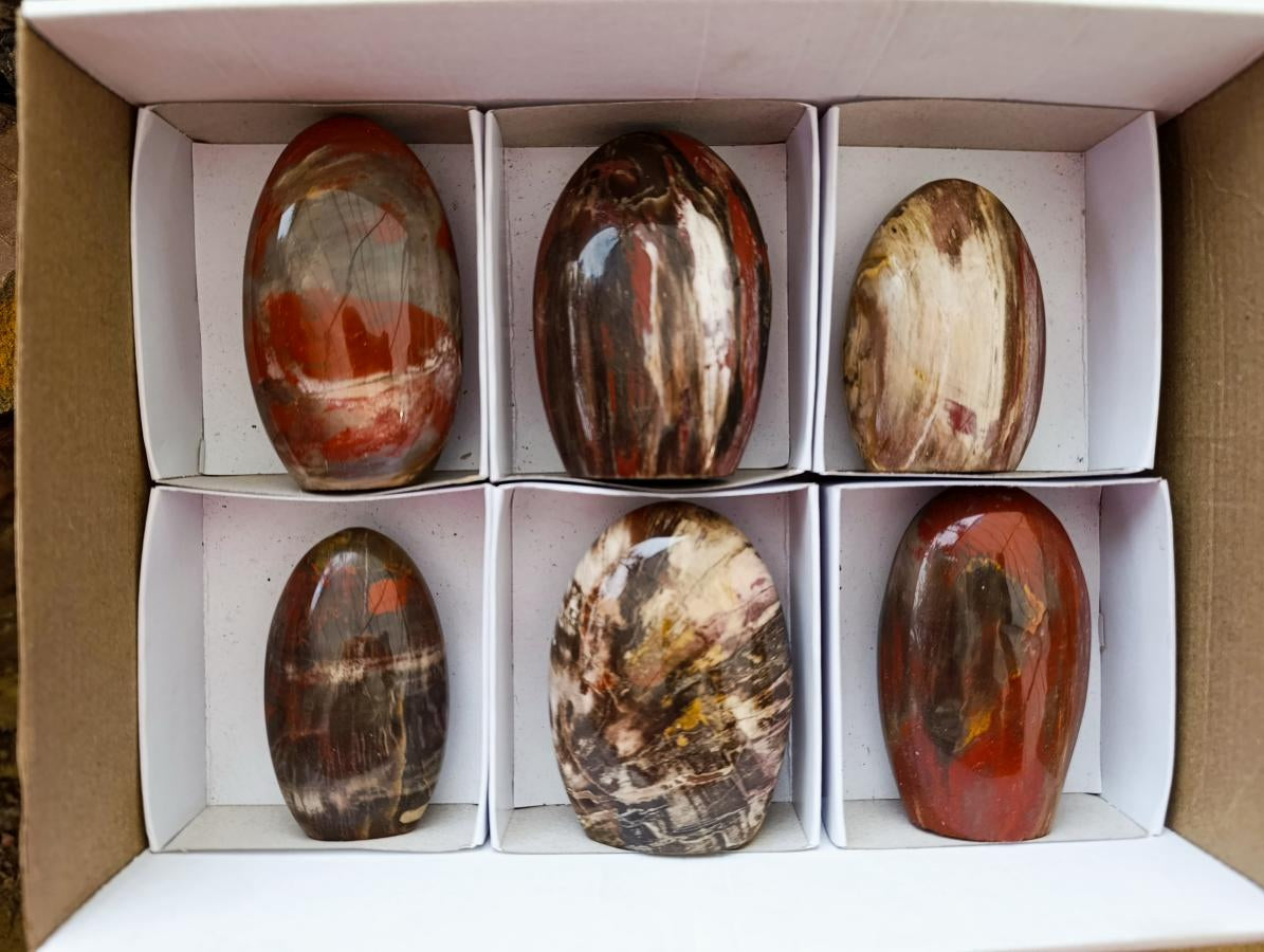 Polished Red Podocarpus Petrified Wood Standing Free Forms x 6 From Mahajanga, Madagascar - Toprock Gemstones and Minerals 