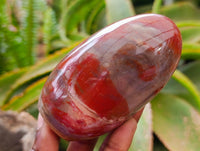 Polished Red Podocarpus Petrified Wood Standing Free Forms x 6 From Mahajanga, Madagascar