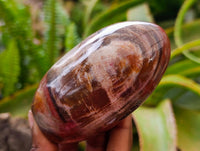 Polished Red Podocarpus Petrified Wood Standing Free Forms x 6 From Mahajanga, Madagascar