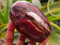 Polished Red Podocarpus Petrified Wood Standing Free Forms x 6 From Mahajanga, Madagascar