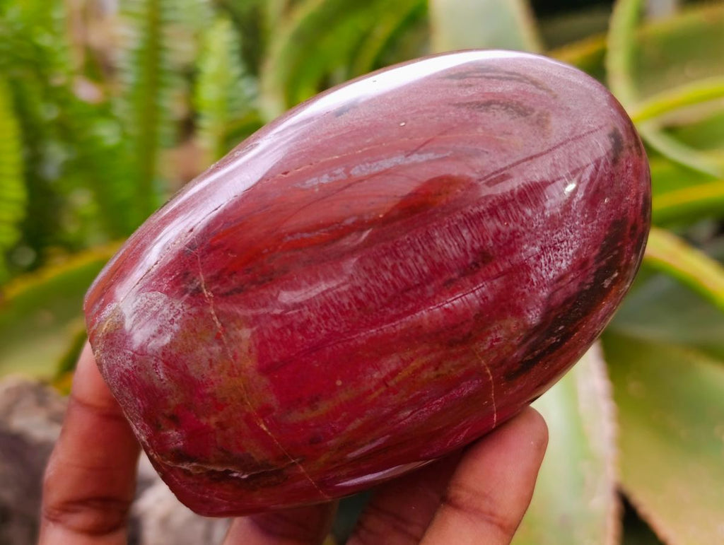 Polished Red Podocarpus Petrified Wood Standing Free Forms x 6 From Mahajanga, Madagascar - Toprock Gemstones and Minerals 
