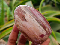 Polished Red Podocarpus Petrified Wood Standing Free Forms x 6 From Mahajanga, Madagascar