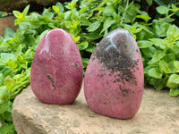Polished Rhodonite Standing Free Forms x 2 From Ambindavato, Madagascar