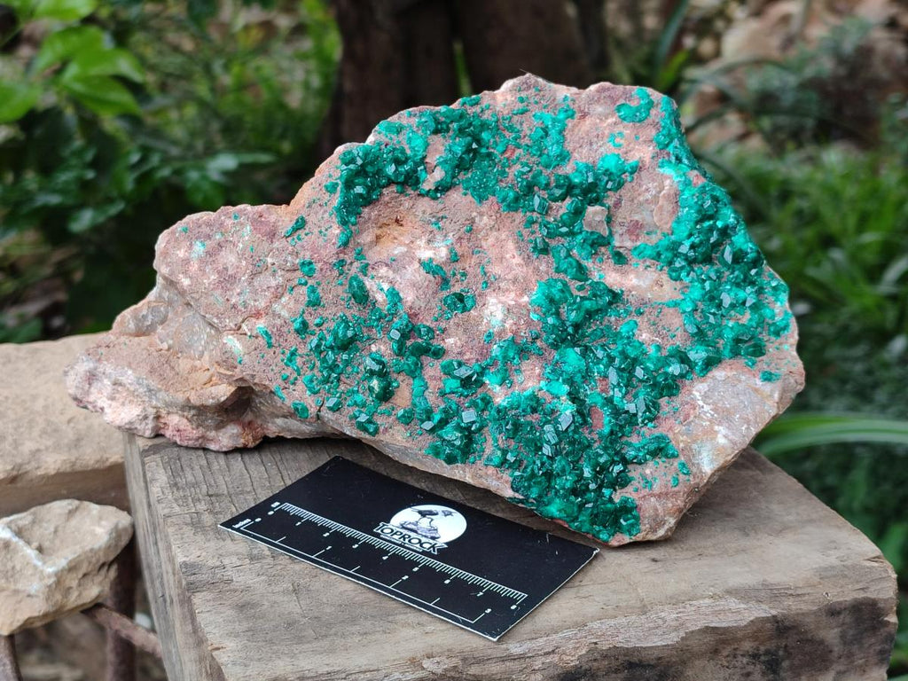 Natural XL Dioptase On Dolomite Specimen x 1 From Likasi, Congo