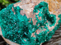 Natural XL Dioptase On Dolomite Specimen x 1 From Likasi, Congo