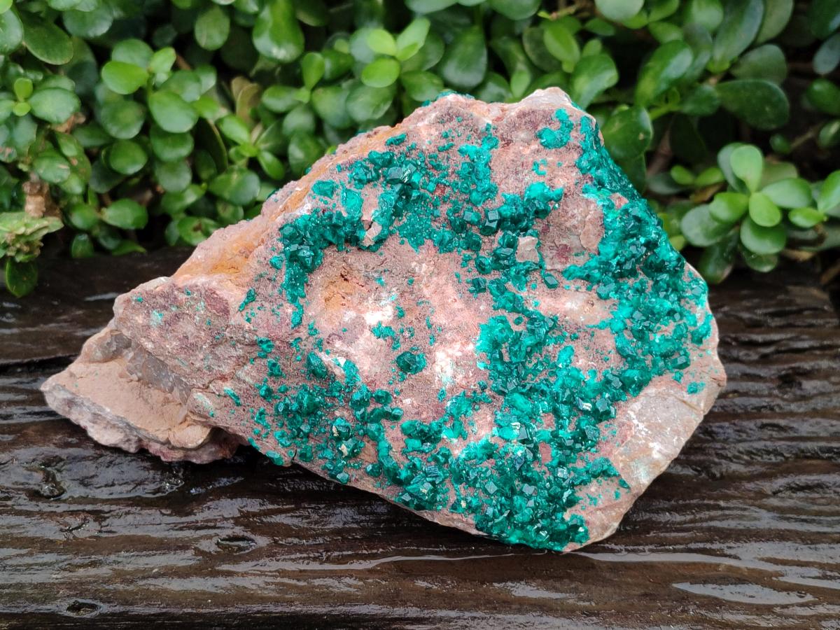 Natural XL Dioptase On Dolomite Specimen x 1 From Likasi, Congo