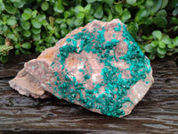 Natural XL Dioptase On Dolomite Specimen x 1 From Likasi, Congo