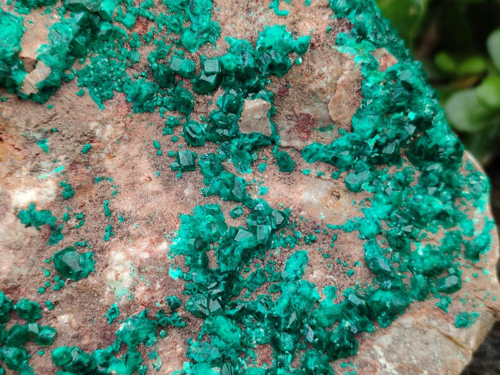 Natural XL Dioptase On Dolomite Specimen x 1 From Likasi, Congo