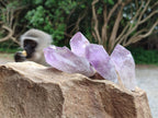 Natural Jacaranda Amethyst Single Crystals x 35 From Mumbwa, Zambia