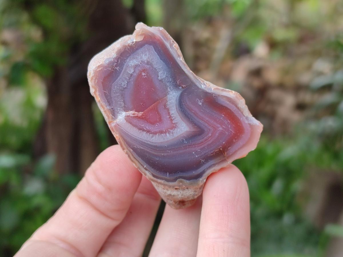 Polished On One Side Red Shashe River Agate Nodules x 35 From Shashe River, Zimbabwe