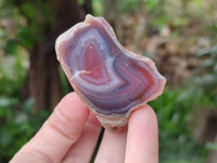 Polished On One Side Red Shashe River Agate Nodules x 35 From Shashe River, Zimbabwe