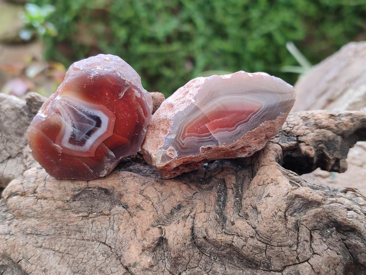 Polished On One Side Red Shashe River Agate Nodules x 35 From Shashe River, Zimbabwe