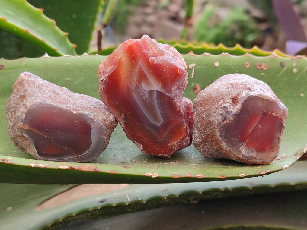 Polished On One Side Red Shashe River Agate Nodules x 35 From Shashe River, Zimbabwe