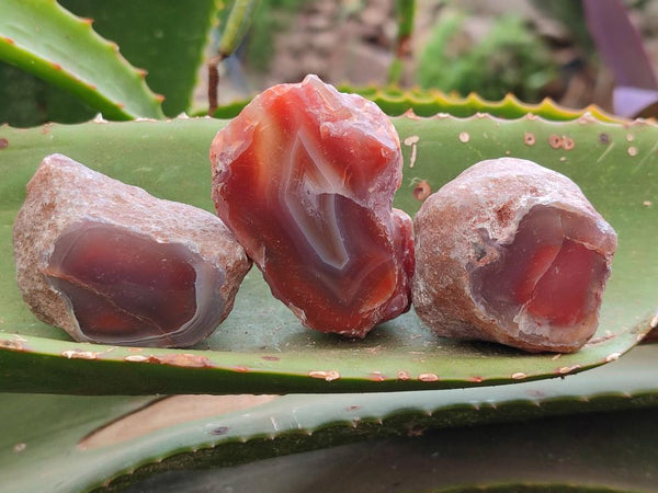 Polished On One Side Red Shashe River Agate Nodules x 35 From Shashe River, Zimbabwe