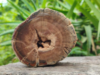 Polished On One Side Petrified Wood Branches x 3 From Gokwe, Zimbabwe
