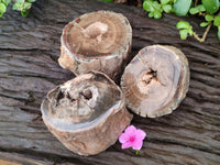 Polished On One Side Petrified Wood Branches x 3 From Gokwe, Zimbabwe