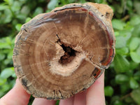Polished On One Side Petrified Wood Branches x 3 From Gokwe, Zimbabwe