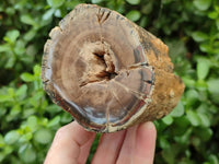 Polished On One Side Petrified Wood Branches x 3 From Gokwe, Zimbabwe