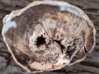 Polished On One Side Petrified Wood Branches x 3 From Gokwe, Zimbabwe