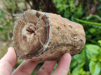 Polished On One Side Petrified Wood Branches x 3 From Gokwe, Zimbabwe