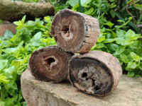 Polished On One Side Petrified Wood Branches x 3 From Gokwe, Zimbabwe