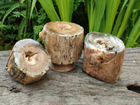 Polished On One Side Petrified Wood Branches x 3 From Gokwe, Zimbabwe