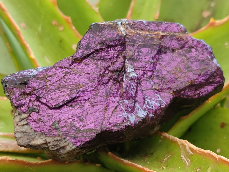 Natural Metallic Purpurite Specimens x 7 From Erongo, Namibia