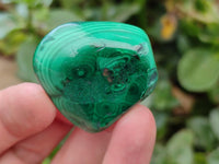 Polished Flower Banded Malachite Free Forms x 35 From Congo