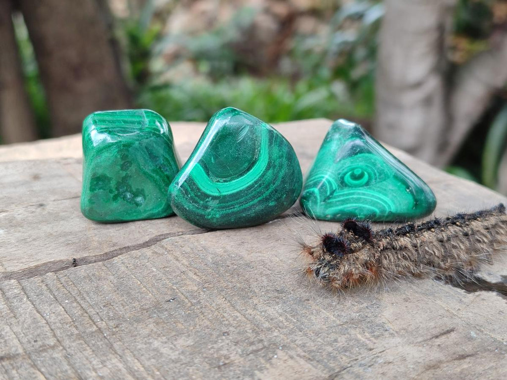 Polished Flower Banded Malachite Free Forms x 35 From Congo