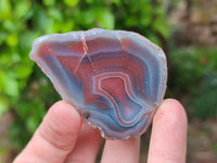 Polished On One Side Red Shashe River Agate Nodules x 24 From Shashe River, Zimbabwe
