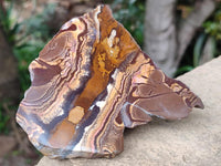 Polished On One Side Nguni Jasper Slices x 3 From Northern Cape, South Africa