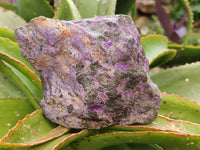 Natural Stichtite Cobbed Specimens x 4 From Barberton, South Africa