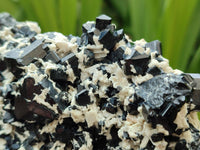 Natural Schorl Black Tourmaline Plate with Feldspar x 1 From Erongo, Namibia