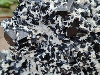 Natural Schorl Black Tourmaline Plate with Feldspar x 1 From Erongo, Namibia