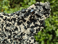 Natural Schorl Black Tourmaline Plate with Feldspar x 1 From Erongo, Namibia
