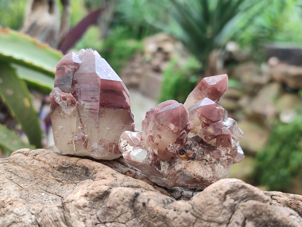 Natural Red Hematoid Quartz Crystals and Clusters x 12 From Karoi, Zimbabwe