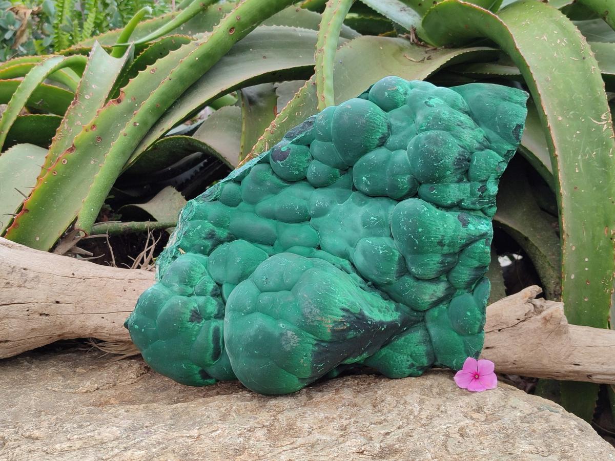 Natural XL Stalagmite Malachite Specimen x 1 From Congo